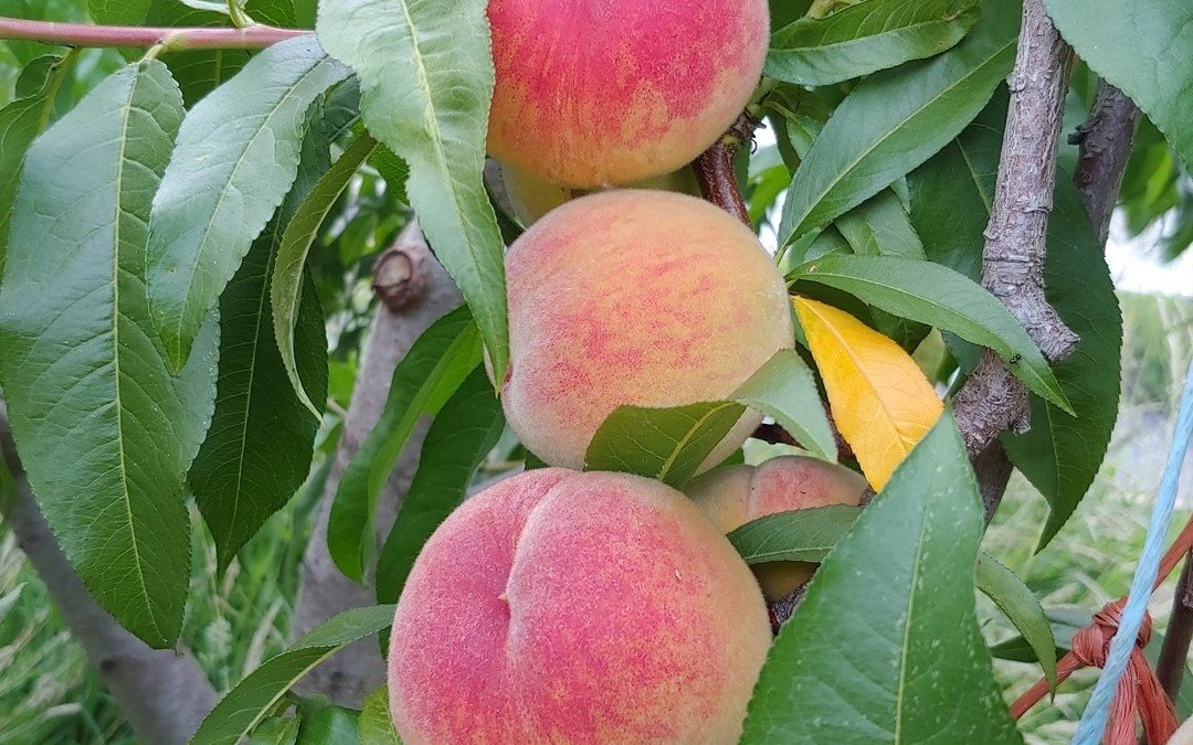 Market Update: Early Peaches, New Vendors, and More