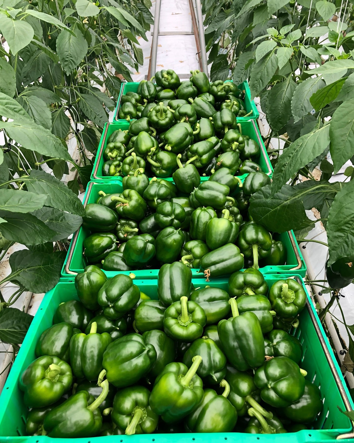 Crates of green peppers at the qualicum beach farmers market.