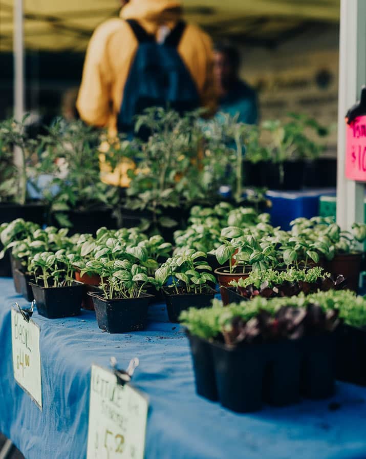 Herbs in small planters line a table with a blue tablecloth, shoppers out of focus in the background of an outdoor farmers market in Qualicum Beach.